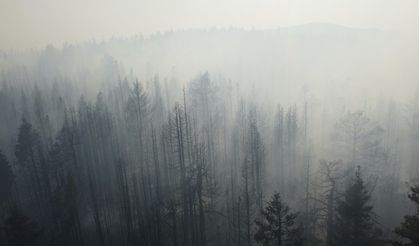 Çankırı'da orman yangını / Ek fotoğraflar