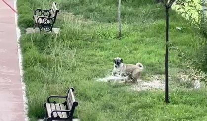 Iğdır’da çocuklar sulama aracından sıkılan suyla serinledi