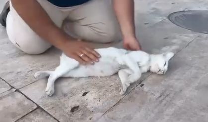 Kediyi, suni teneffüs ve kalp mesajı ile kurtarmaya çalıştı