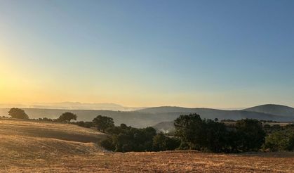 Uşak'ta meşelik yangını 16 saat sonra kontrol altında