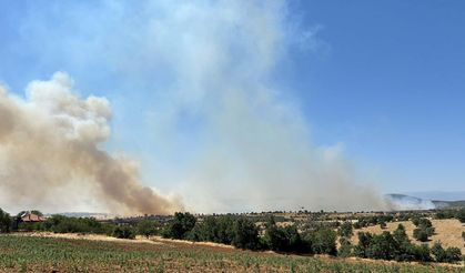 Uşak'ta meşelik yangını