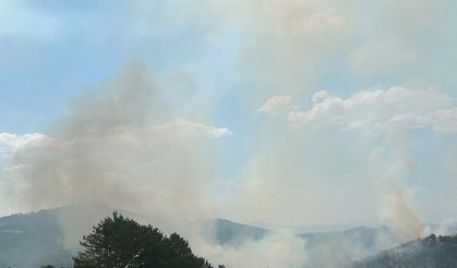 Uşak'ta orman yangını