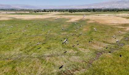 Afrika'dan yola çıkan leylekler Erzincan'da