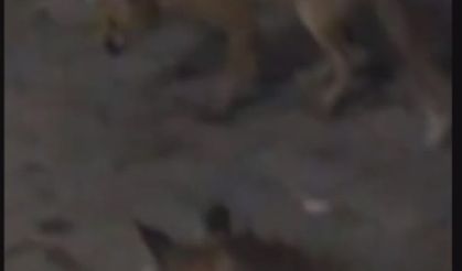 Amasya'da eliyle beslediği tilki bu kez yavrusuyla geldi