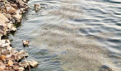Bozayılar, Nemrut Krater Gölü'nde yüzerken görüntülendi