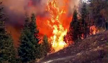 Kahramanmaraş- Arıları sakinleştirmek isterken 80 hektar ormanı yaktı /Video eklendi