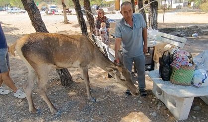 Piknikçilere 'kızıl geyik' sürprizi