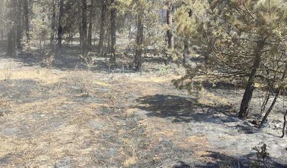 Sinop'taki orman yangını kontrol altına alındı (2)