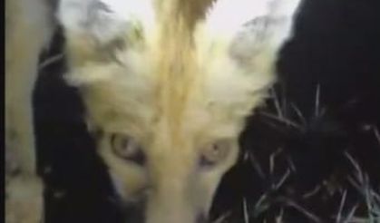 Tilkiyi eliyle besledi