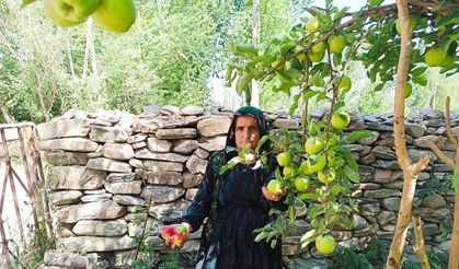 Yüksekova'da ekşi elma mesaisi