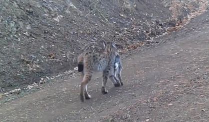 Avını taşıyan vaşak kamerada