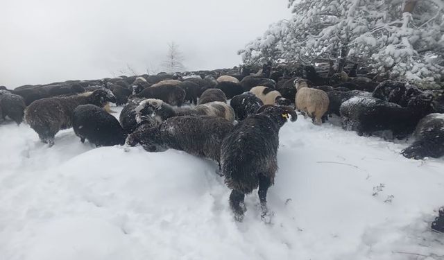 Artvin'de Ani Bastıran Kar Sürü Sahiplerine Zor Anlar Yaşattı