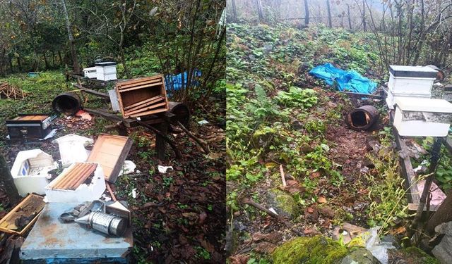 Artvin’de  Ayılar 100 kg Kestane Balını Midelerine İndirdi