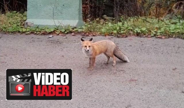 Artvin'de Dağ Evinde Elleriyle Beslediği Tilkiyi Yolda Görünce Aracını Durdurup Eve Davet Etti