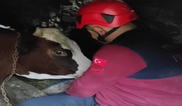 Uçurumdan Aşağı Düşerek Mahsur Kalan İneği İtfaiye Ekipleri Kurtardı