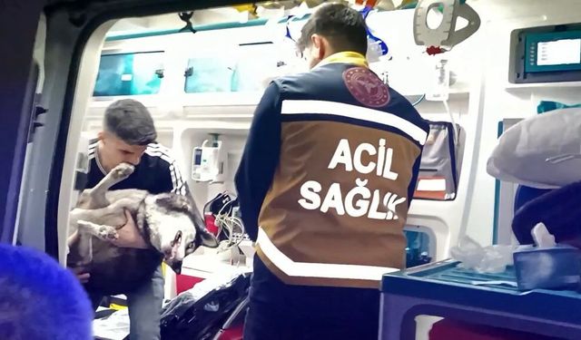 Artvin’de Dumandan Etkilenen Köpek Suni Teneffüs ile Hayata Döndü