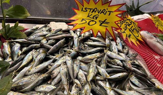 İstavrit 50 liradan tezgaha indi