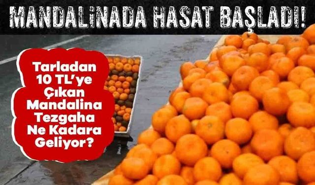 Mandalinada Hasat Başladı! Tarlada 10TL, Tezgâhlar da…