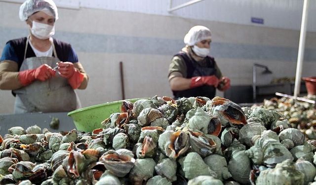 Türkiye'nin 11 Aylık Deniz Salyangozu İhracatı 20,5 Milyon Doları Aştı