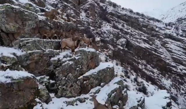 Bayburt'ta Dağları Süsleyen Dağ Keçileri Drone ile Görüntülendi
