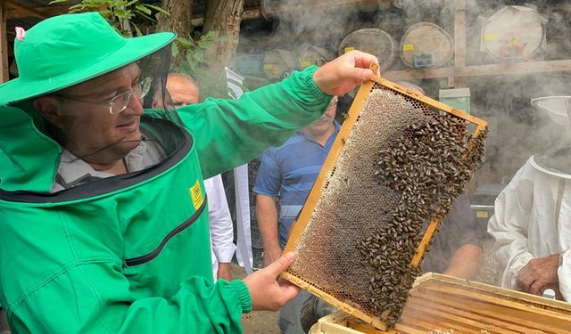 Artvin'de Arıcılar Kestane Balı Sağımına Başladı