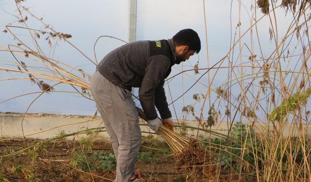 'Gizlence', Türkiye'nin 3'üncü yeni kenevir çeşidi olacak