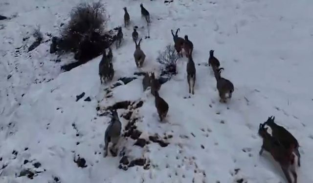 Kop Dağı'nda ölçüm yaparken dağ keçilerini görüntüledi