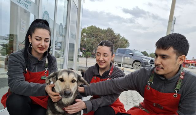 Sokak köpeklerinin yağmurlu havada girdiği kafe, yaşam alanları oldu