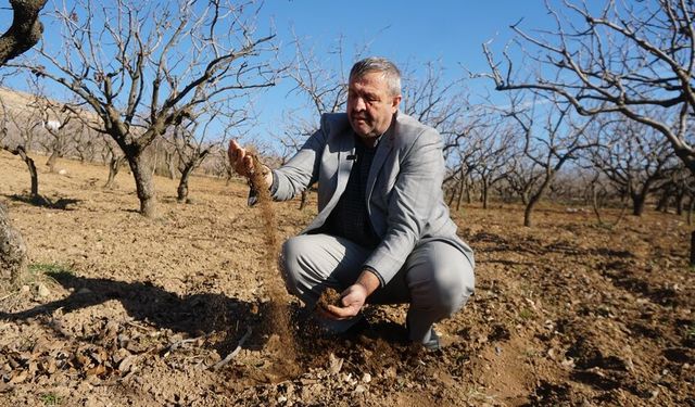 Çiftçilere 'kuraklık' uyarısı: Sulama imkanı olan fıstık ağaçlarına su versin
