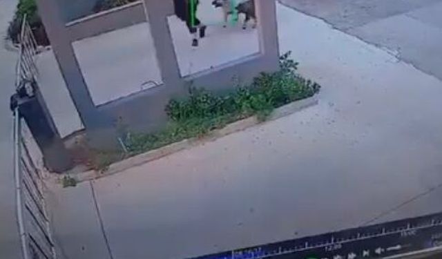 Köpeklerden kaçarken bariyere çarpıp düştü; o anlar kamerada