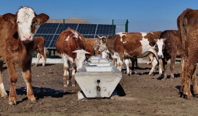 Valinin ‘serçe parmak’ örneği projeye dönüştü; 25 köyde güneş enerjisiyle hayvanlara can suyu sağlandı