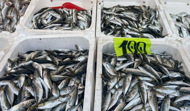 10 ton balıkla döndü, kilosunu 50 liradan satışa çıkardı