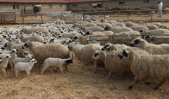 Kuzuların anneleri ile buluşması dron kamerasında