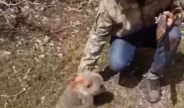 Ayı yavrusunu köpeklerin saldırısından kurtarıp, doğaya bıraktılar
