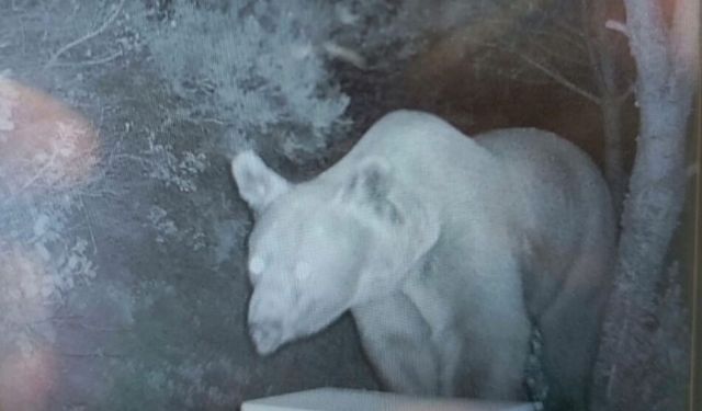 Ayıların ormanda kovanlara zarar verip balları yediği anlar fotokapanla görüntülendi