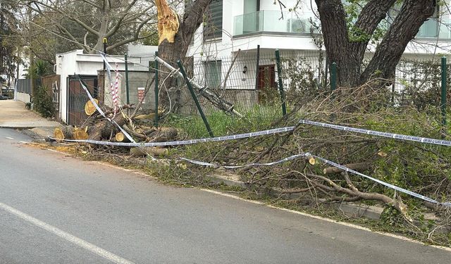 Bodrum'da tekneler suya gömüldü, ağaçlar devrildi
