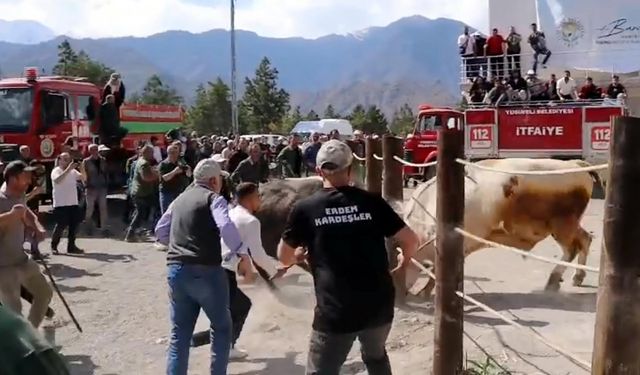 Boğaların güreşi arenanın dışına taştı, izleyiciler tedirginlik yaşadı (2)