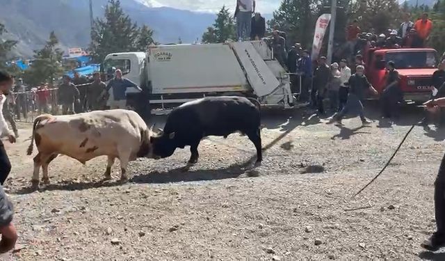 Boğaların güreşi arenanın dışına taştı, izleyiciler tedirginlik yaşadı