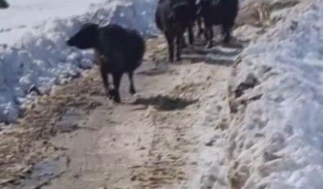 Hayvanları ile yaylada mahsur kaldı; 3 gün sonra kurtarıldı