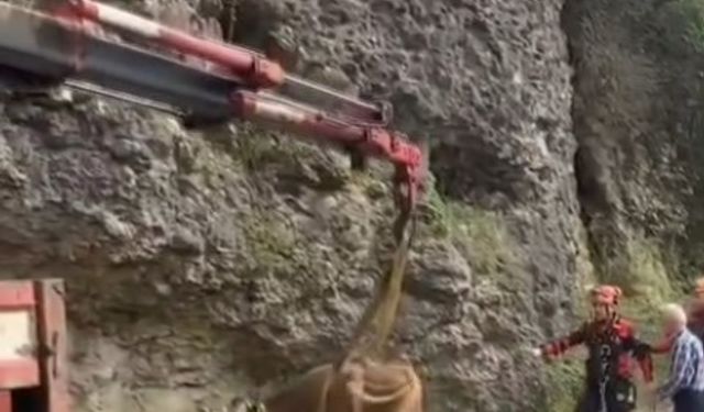 Karabük’te kayalık bölgeye düşen inek vinçle kurtarıldı