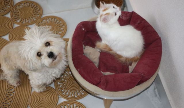 Köpek yavru kediye annelik yapıyor