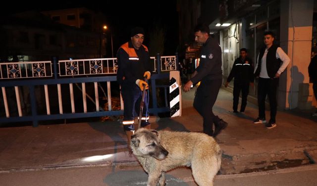 Oltu Çayı'nda sürüklenen köpek, 4 saatte kurtarıldı