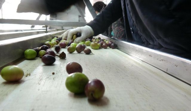 'Sofralık zeytinde dünya birincisi, zeytinyağında ikinci olduk'