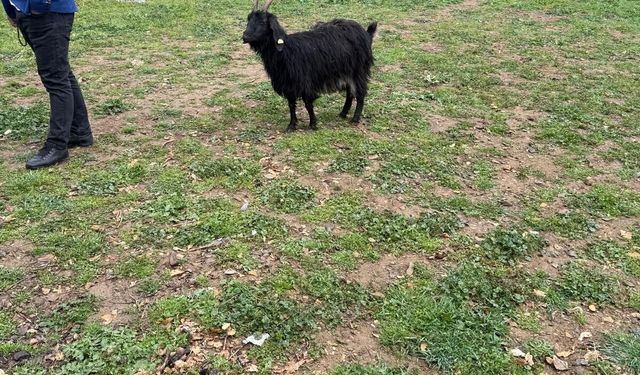 Sokak köpekleri saldırdı; 18 keçi öldü
