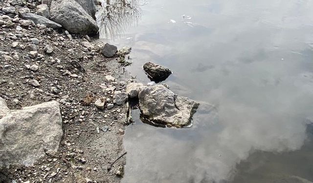 Yeşilırmak'ta balık ölümleri