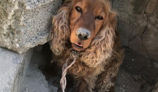 3 aydır kayıp köpeği Çilek'i ağaca bağlı halde buldu