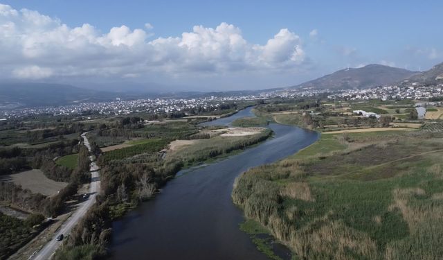 Asi Nehri’nde kirlilik ve su sümbülleri, toplu balık ölümlerine neden oldu