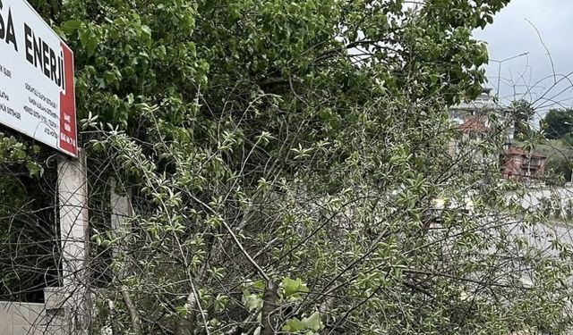 Bartın'da şiddetli rüzgar; ağaçlar devrildi/ Ek fotoğraflar