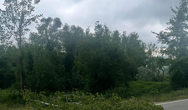 Bartın'da şiddetli rüzgar; ağaçlar devrildi