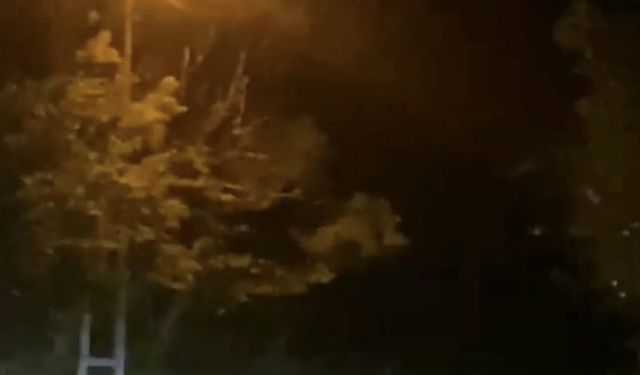 Bartın'da yola inen bozayı görüntülendi